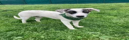 Meticcio cani in regalo: Giove dolcissimo cucciolo a Lecco a Provincia di Lecco - Annuncio 1