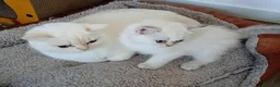 Scottish gatti in vendita: Gattini Scottish Golden  - Annuncio 10