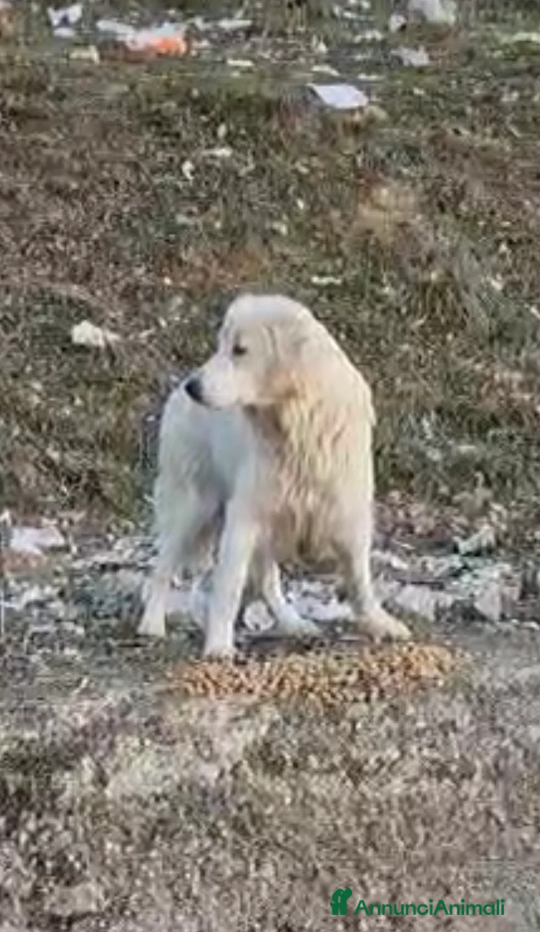 Meticcio cani in regalo: Raimondo  - Annuncio 2