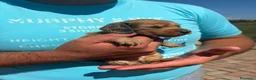 Bassotto Nano cani in vendita: Bassotto pelo lungo  - Annuncio 2