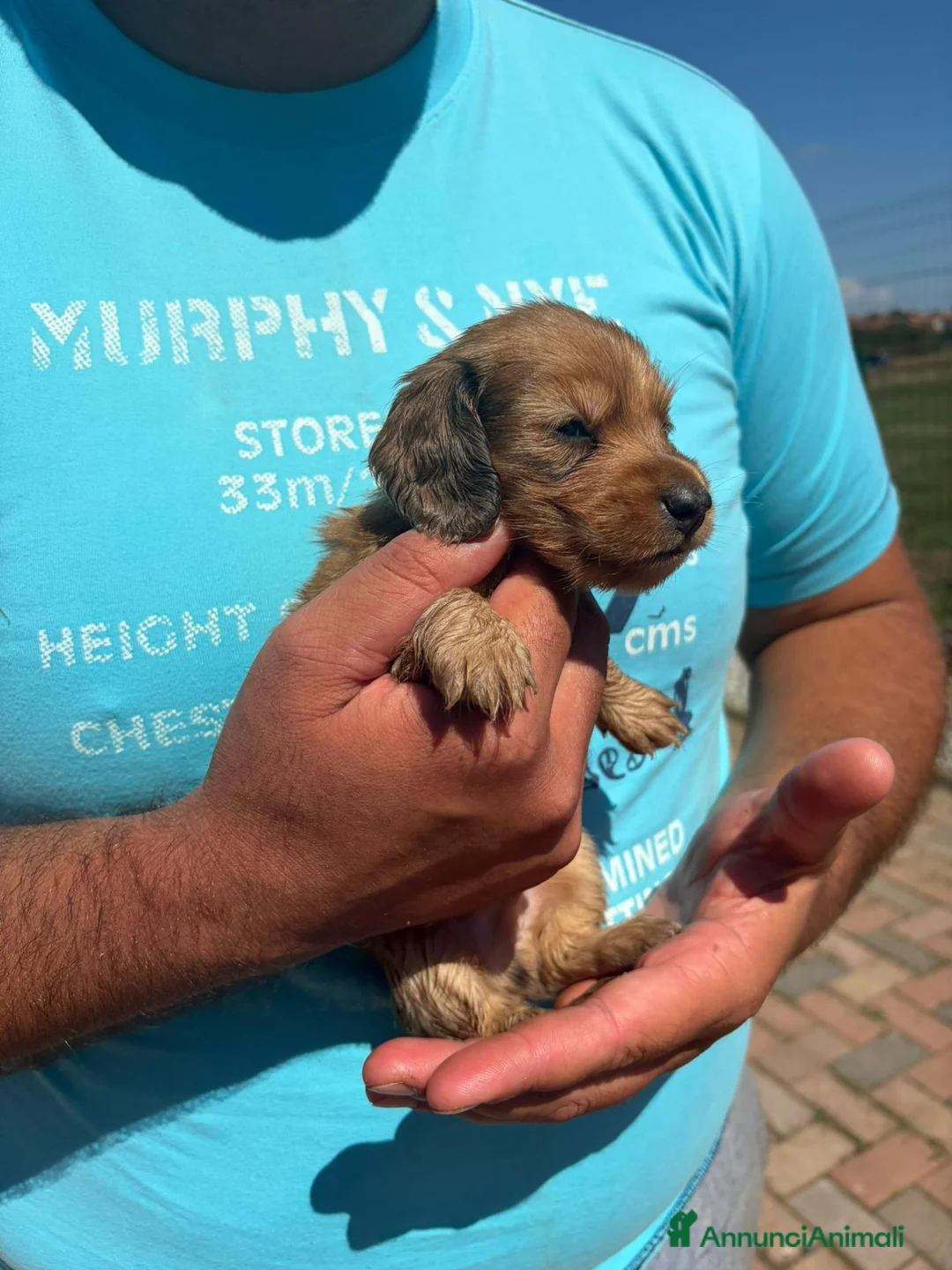 Bassotto Nano cani in vendita: Bassotto pelo lungo  - Annuncio 2