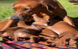 Rhodesian Ridgeback cani in vendita: Rhodesian Ridgeback cuccioli  - Immagine 7