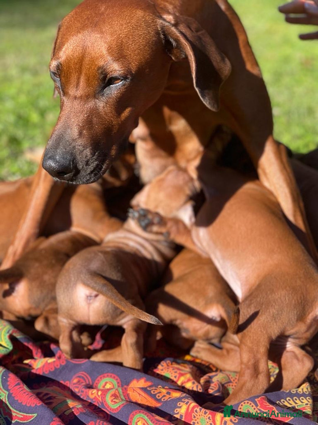 Rhodesian Ridgeback cani in vendita: Rhodesian Ridgeback cuccioli  - Annuncio 7