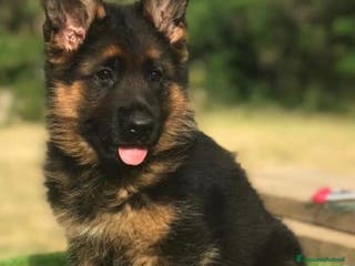 Pastore Tedesco cani cuccioli pastore tedesco femmina - Annuncio 1