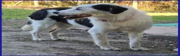 Meticcio cani in regalo: JOHNTRA SIMIL LAGOTTINO 4 ANNI SOGNA UNA FAMIGLIA  - Annuncio 6
