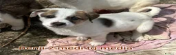 Meticcio cani in regalo: CUCCIOLI IN CERCA D'AMORE  a Provincia di Prato - Annuncio 3