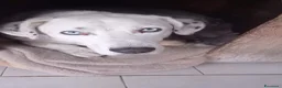Meticcio cani in regalo: Rudy 10 anni cerca casa - Annuncio 1