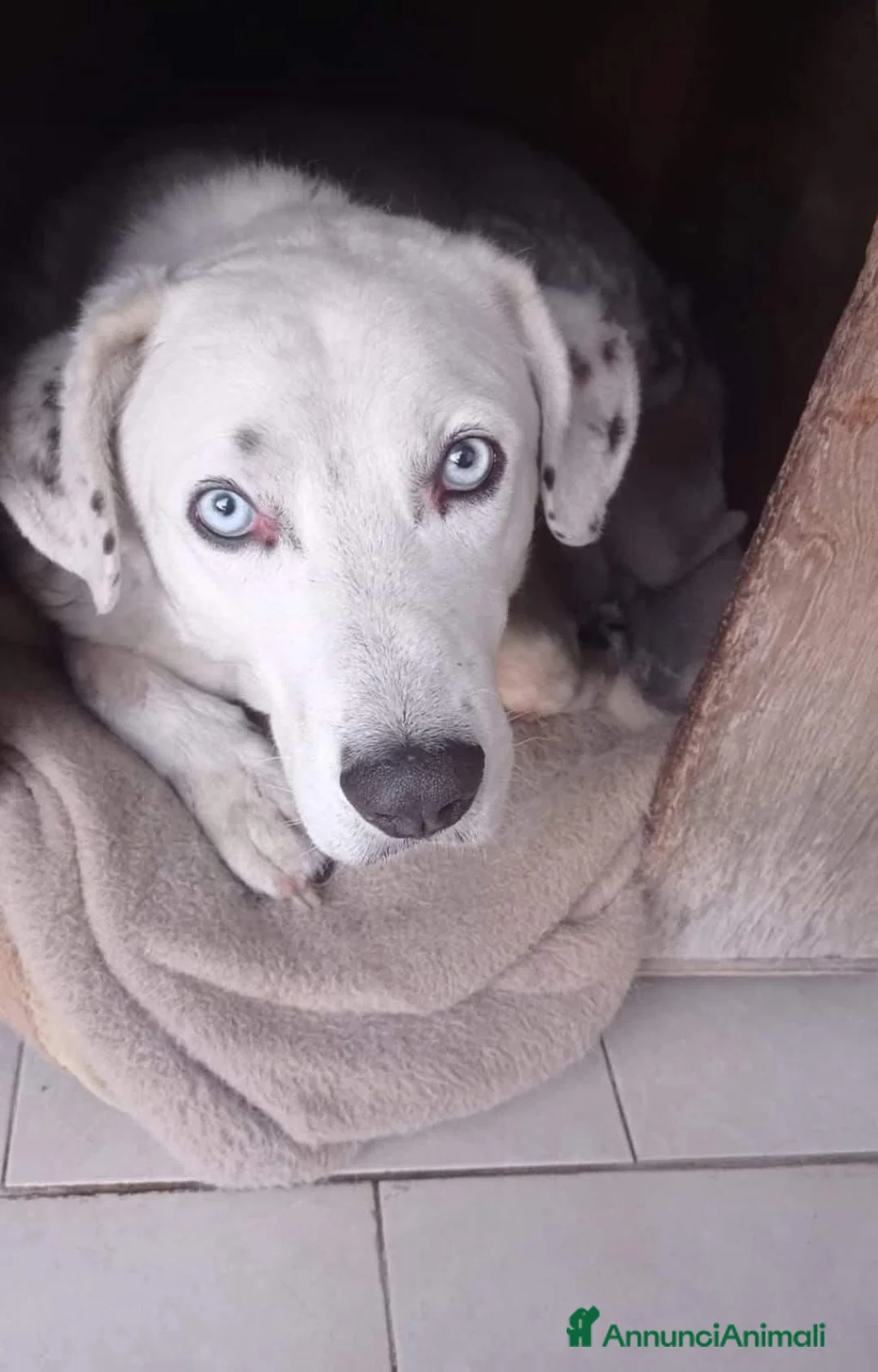 Meticcio cani in regalo: Rudy 10 anni cerca casa - Annuncio 1