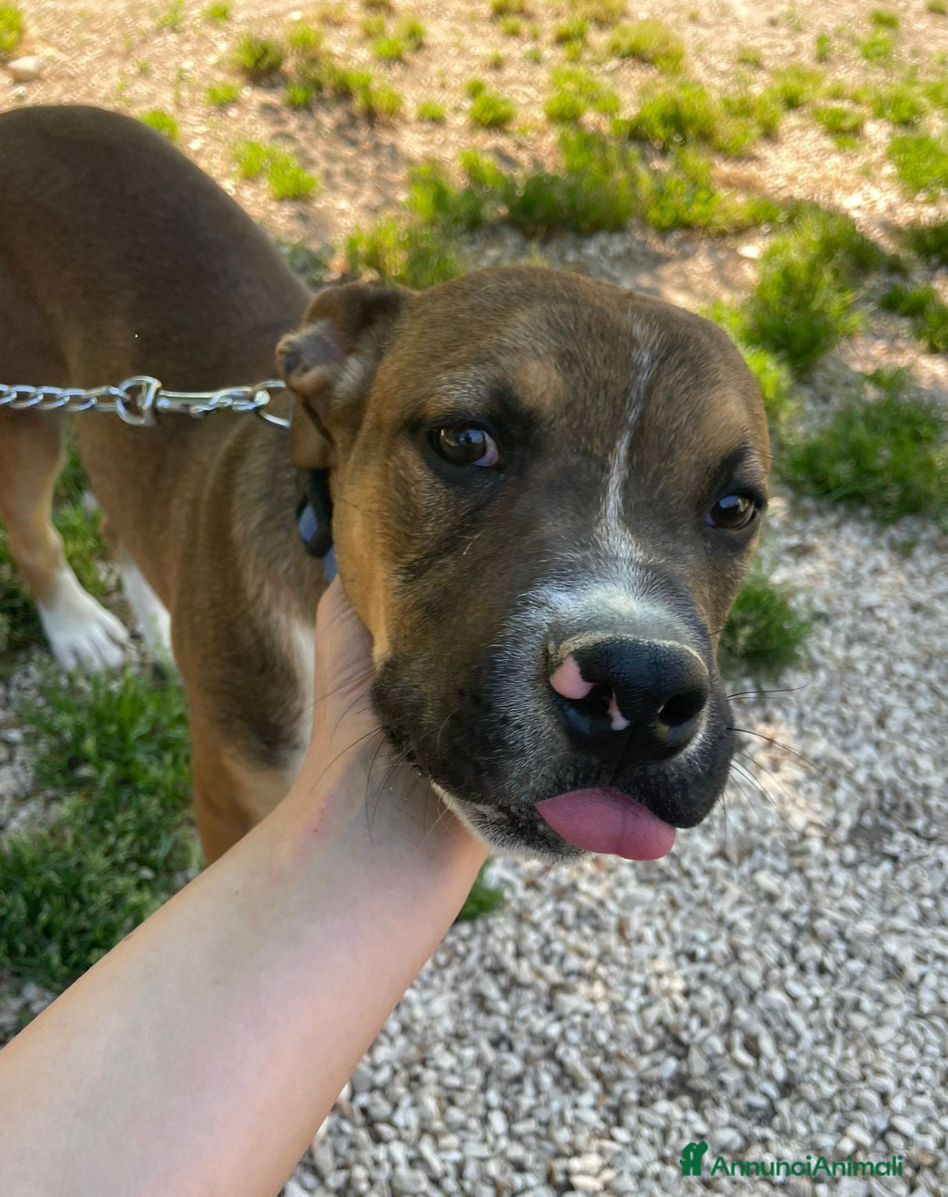 Pitbull cani CHI MI ADOTTA? SONI DOLCISSIMO! - Annuncio 5