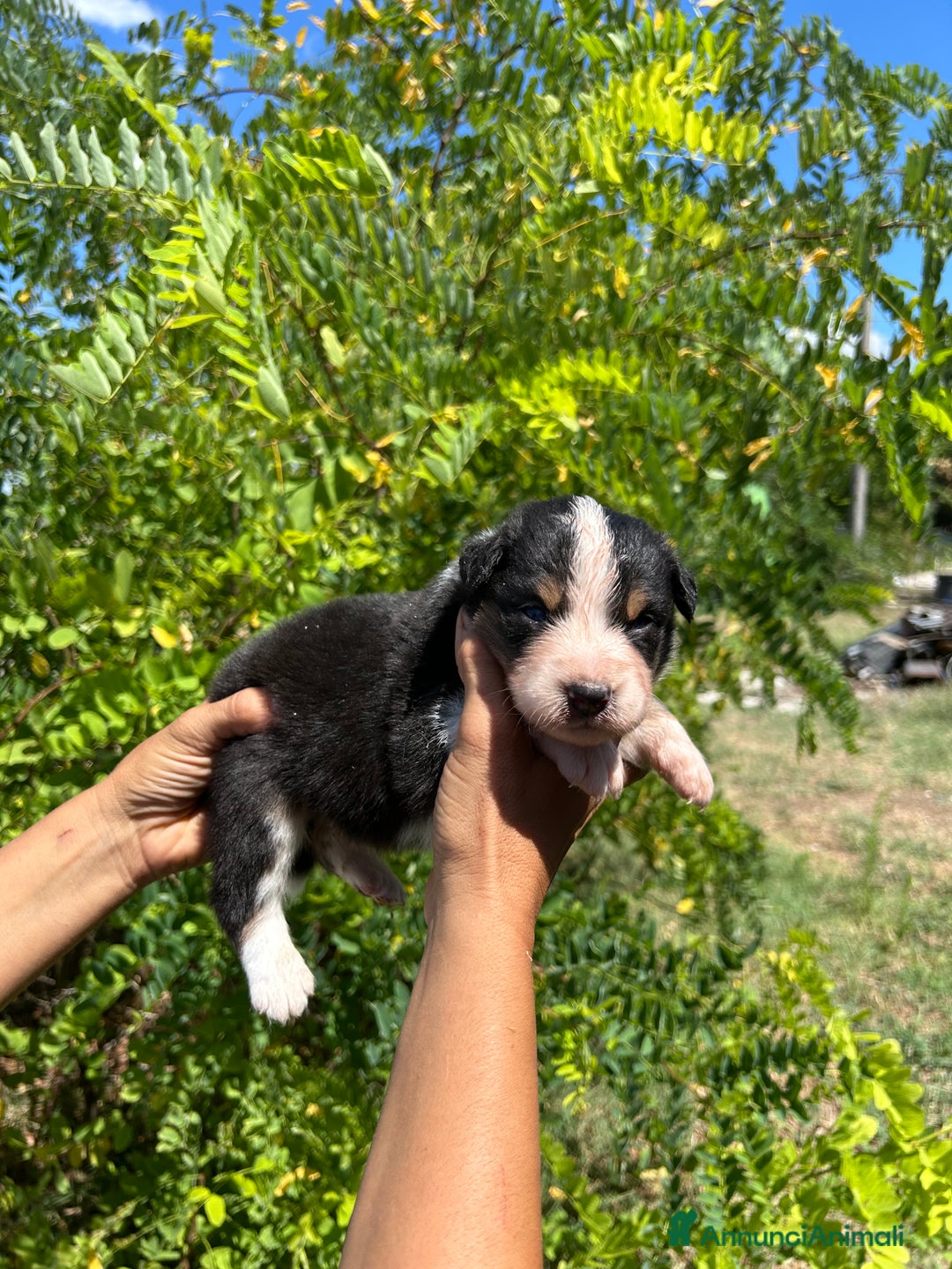 Australian Shepherd cani in vendita: 4 cuccioli pronti a settembre  a Città Metropolitana di Bologna - Immagine 2