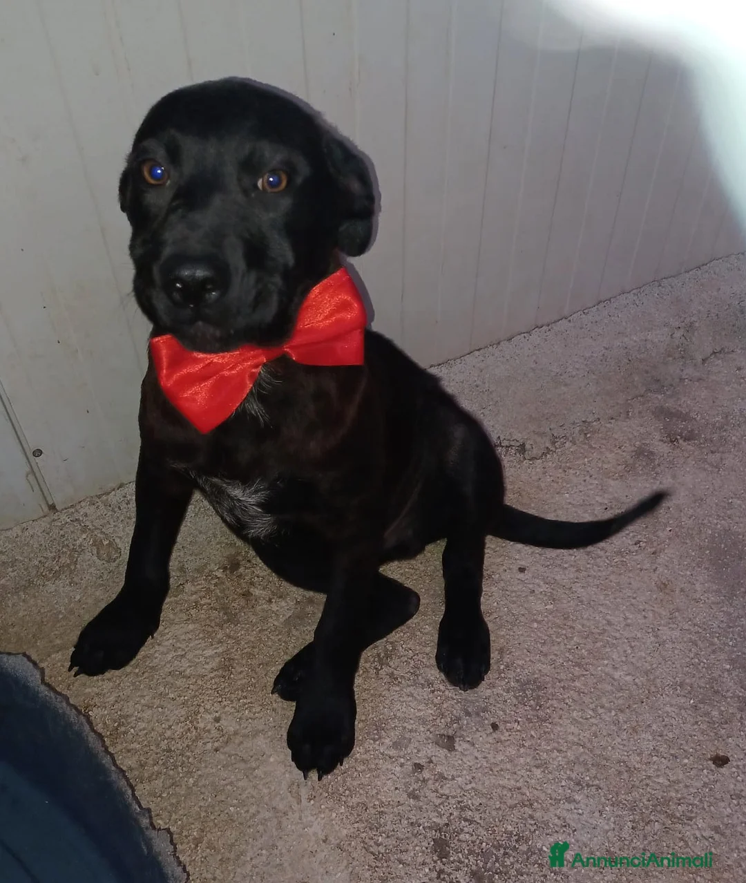 Meticcio cani in regalo: ADOTTA QUESTO DOLCE CUCCIOLOTTO - Annuncio 1