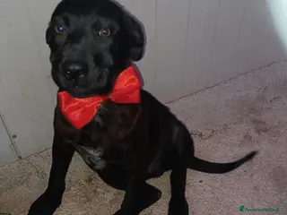 Meticcio cani ADOTTA QUESTO DOLCE CUCCIOLOTTO - Annuncio 2