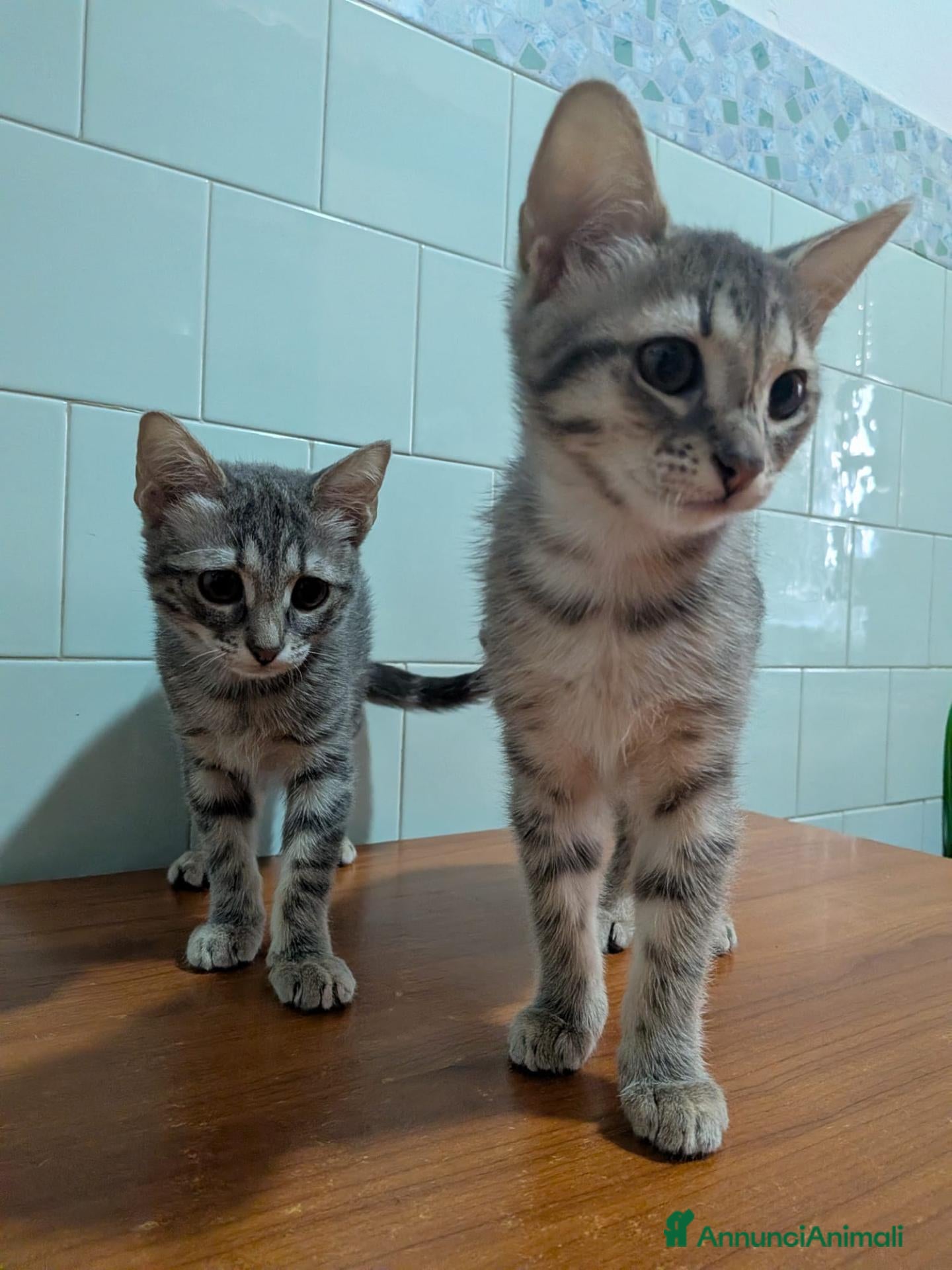 Europeo gatti  ADOZIONE GATTINE IN REGALO - Annuncio 13