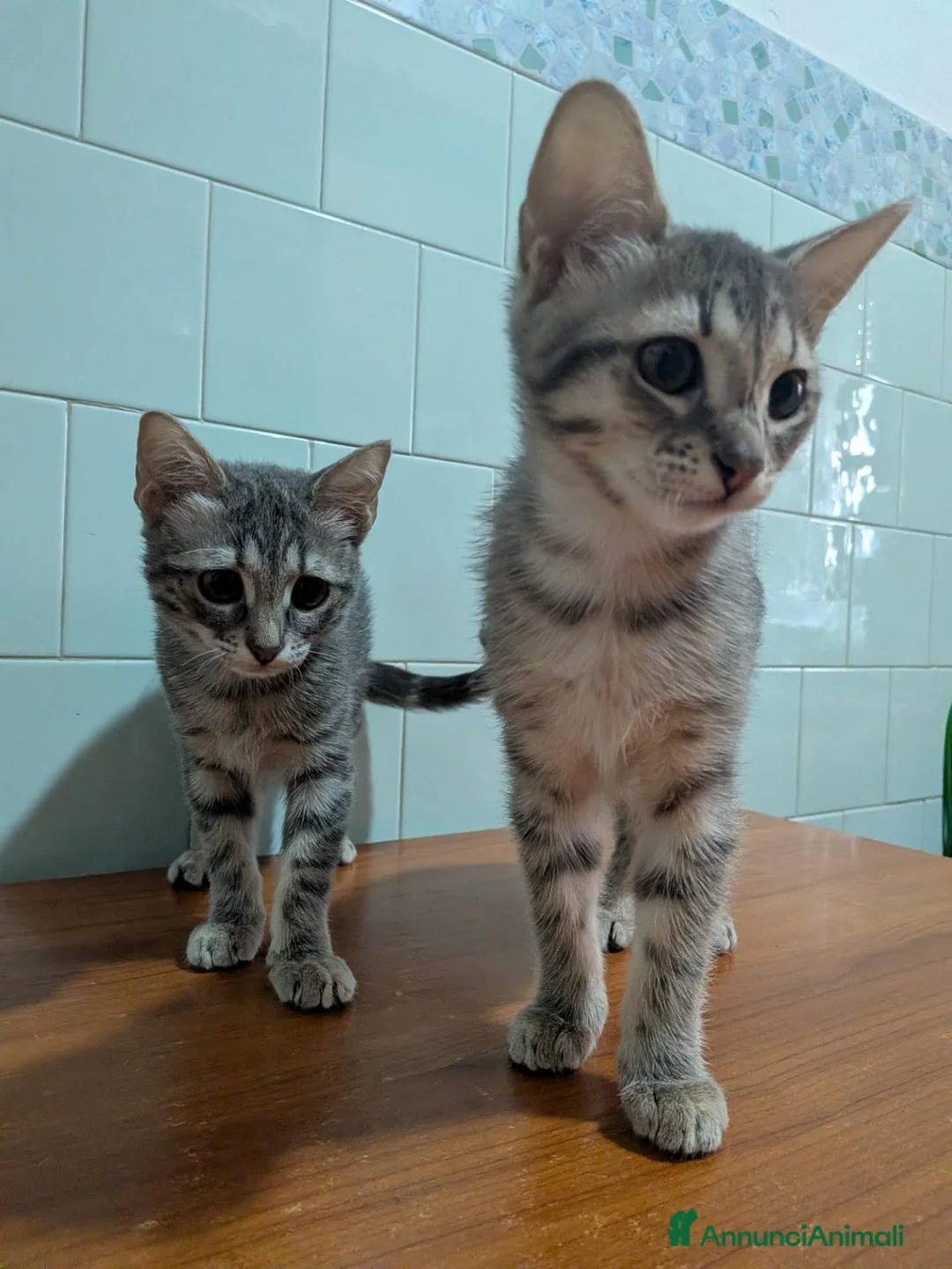 Europeo gatti in regalo:  ADOZIONE GATTINE IN REGALO - Annuncio 1