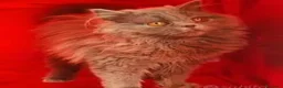 Scottish gatti in vendita: Cuccioli Scottish fold e straight pedigree ENFI - Annuncio 4