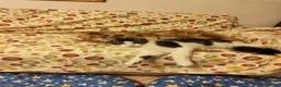 Maine Coon gatti in vendita: ULTIMO CUCCIOLO DISPONIBILE MAINE COON - Annuncio 6