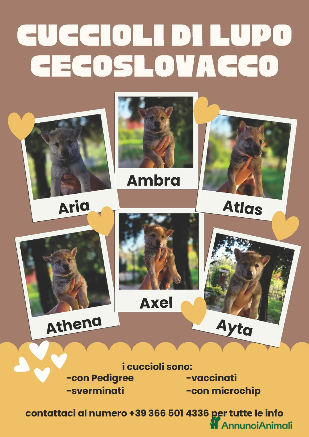 Lupo Cecoslovacco cani in vendita: Cuccioli Lupo Cecoslovacco - Annuncio 1