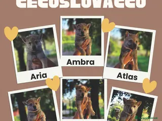 Lupo Cecoslovacco cani Cuccioli Lupo Cecoslovacco - Annuncio 1