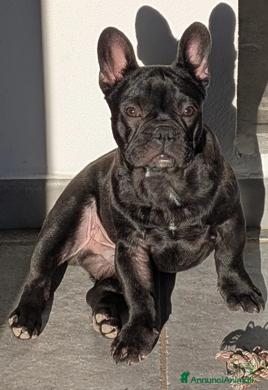 Bulldog Francese cani in vendita: Ted cerca casa  - Annuncio 3