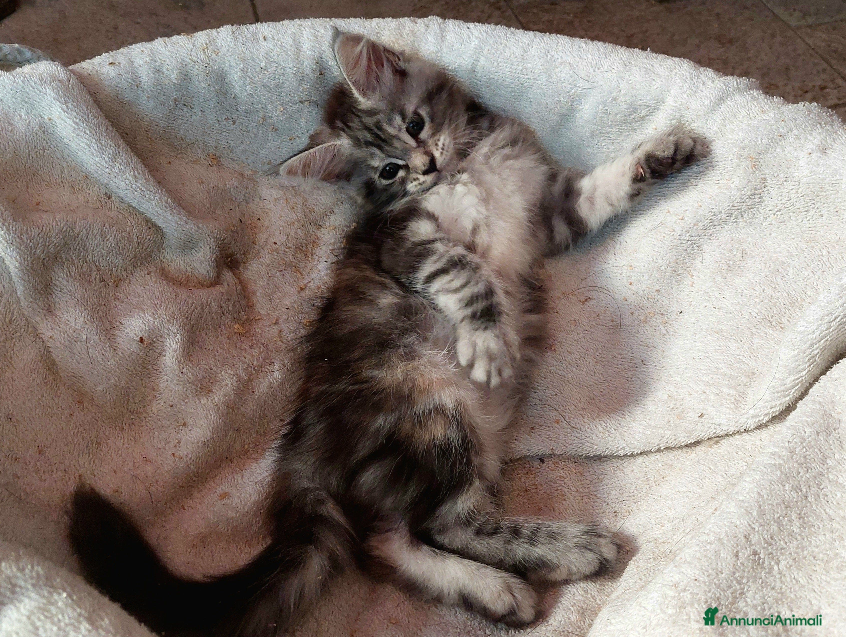 Maine Coon gatti Maine coon cucciole tmTortie,Red, White - Annuncio 1