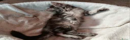 Maine Coon gatti in vendita: Maine coon cucciole Tortie,Red, White - Annuncio 9
