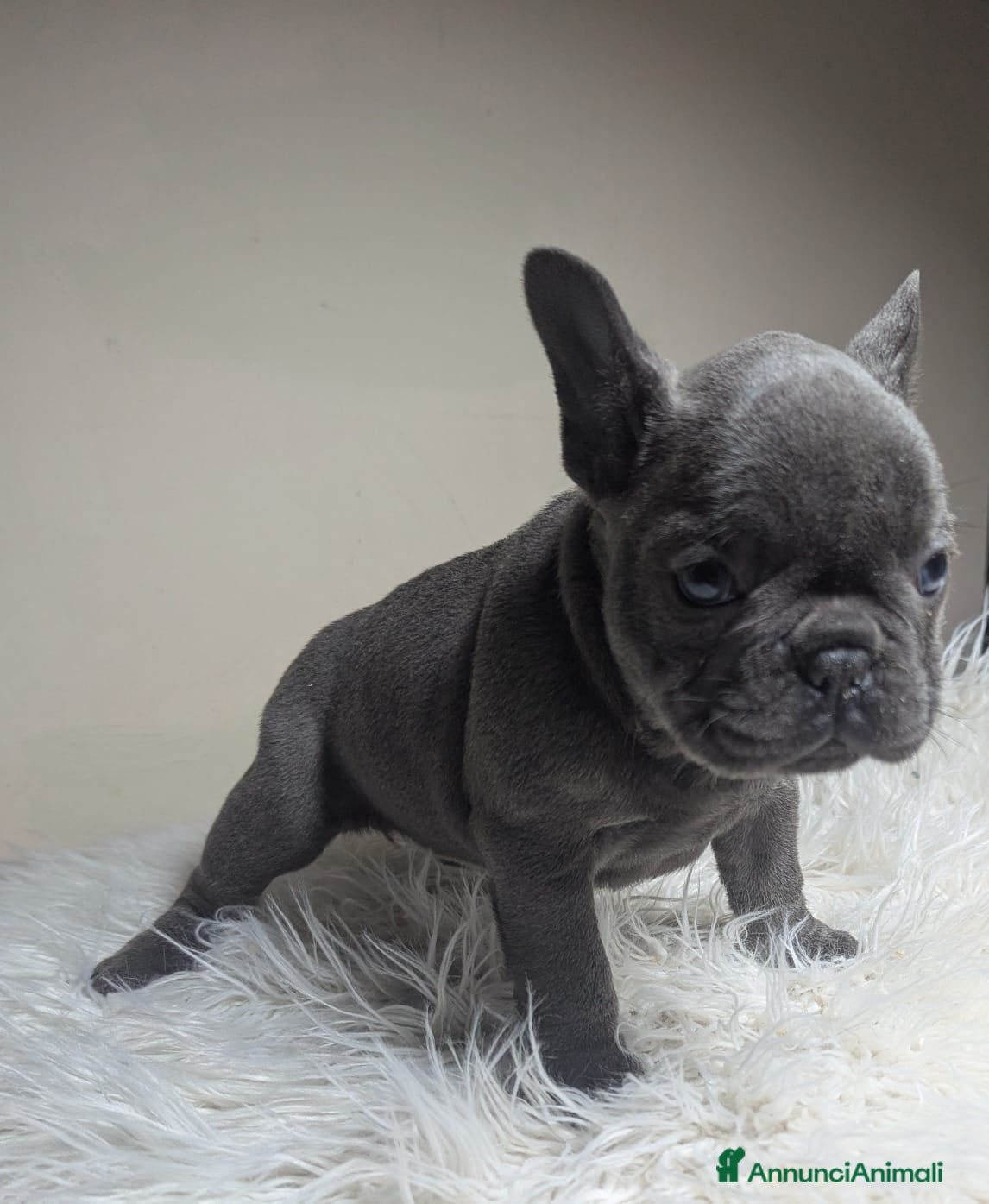 Bulldog Francese cani Bulldog francese blu e merle - Annuncio 30