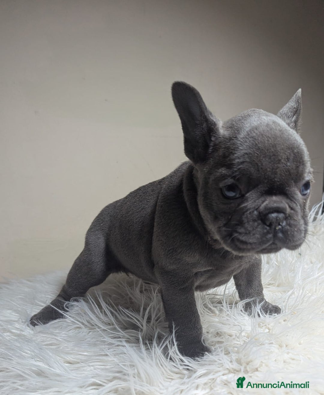 Bulldog Francese cani in vendita: Bulldog francese blu e merle - Annuncio 1