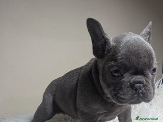 Bulldog Francese cani Bulldog francese blu e merle - Annuncio 1