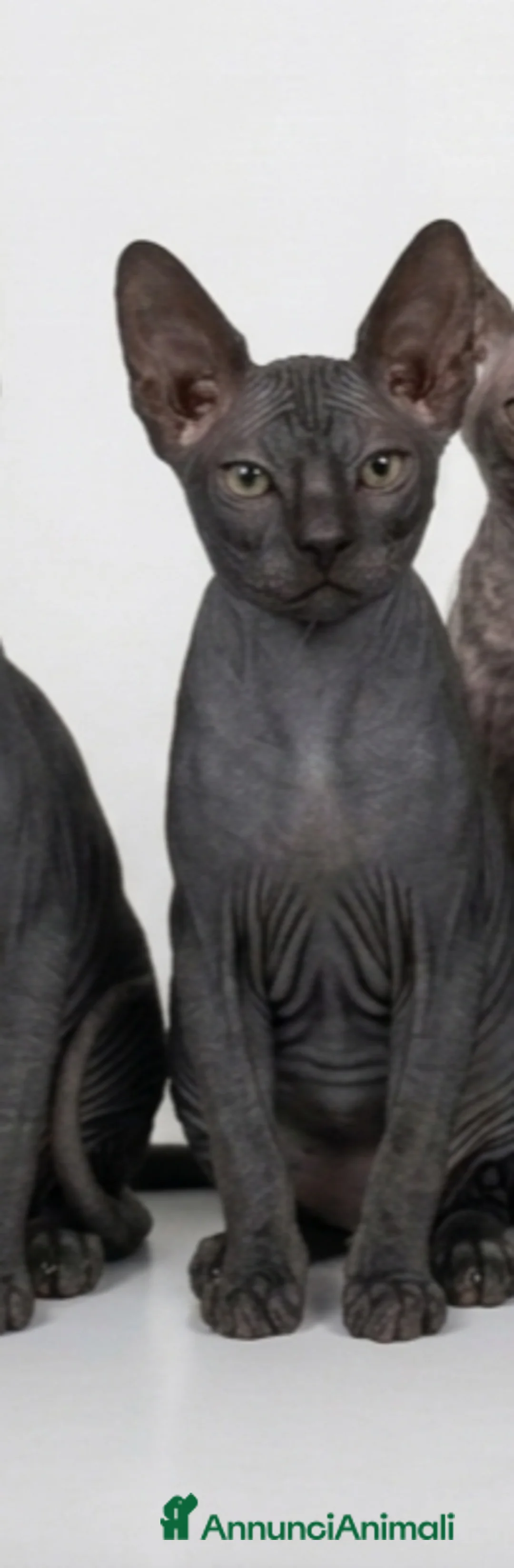 Sphynx gatti in vendita: Femmina don sphynx  - Annuncio 2