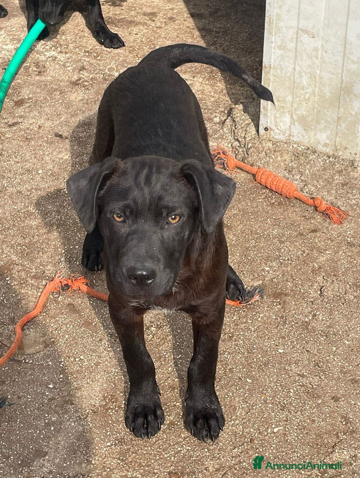 Meticcio cani IL DOLCISSIMO SIMON - Annuncio 17