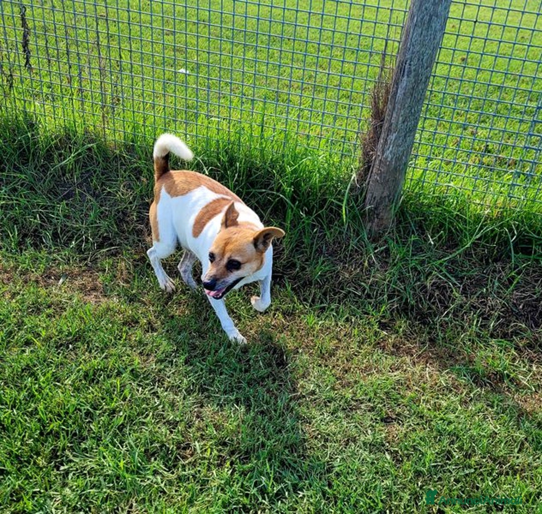 Jack Russell cani in regalo: Tic simpaticissimo derivato jack russell - Annuncio 2