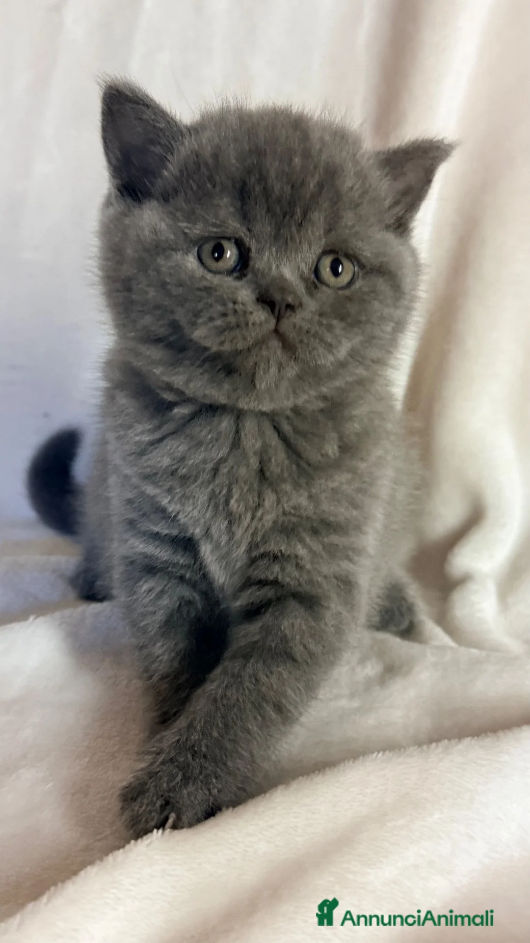 Scottish gatti in vendita: Gattina scottish straight  - Annuncio 6