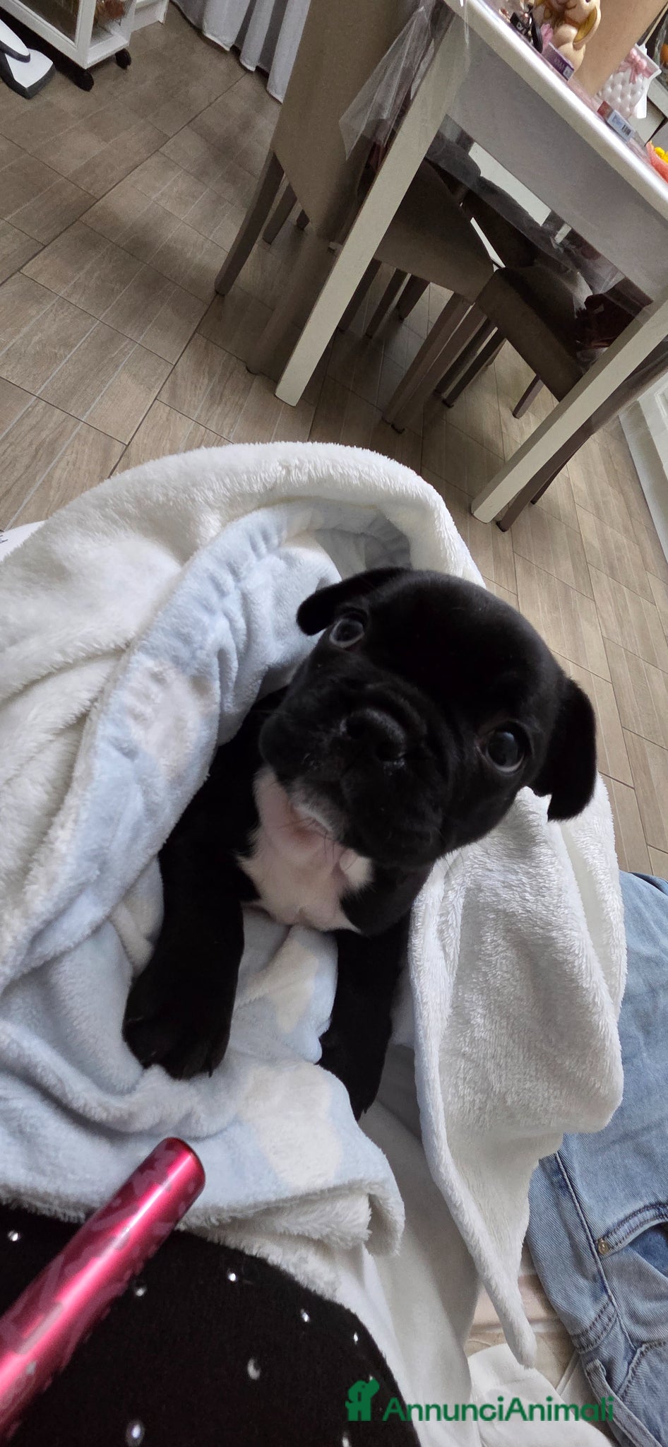 Bulldog Francese cani Bulldog francese maschio-cucciolo disponibile  - Annuncio 5