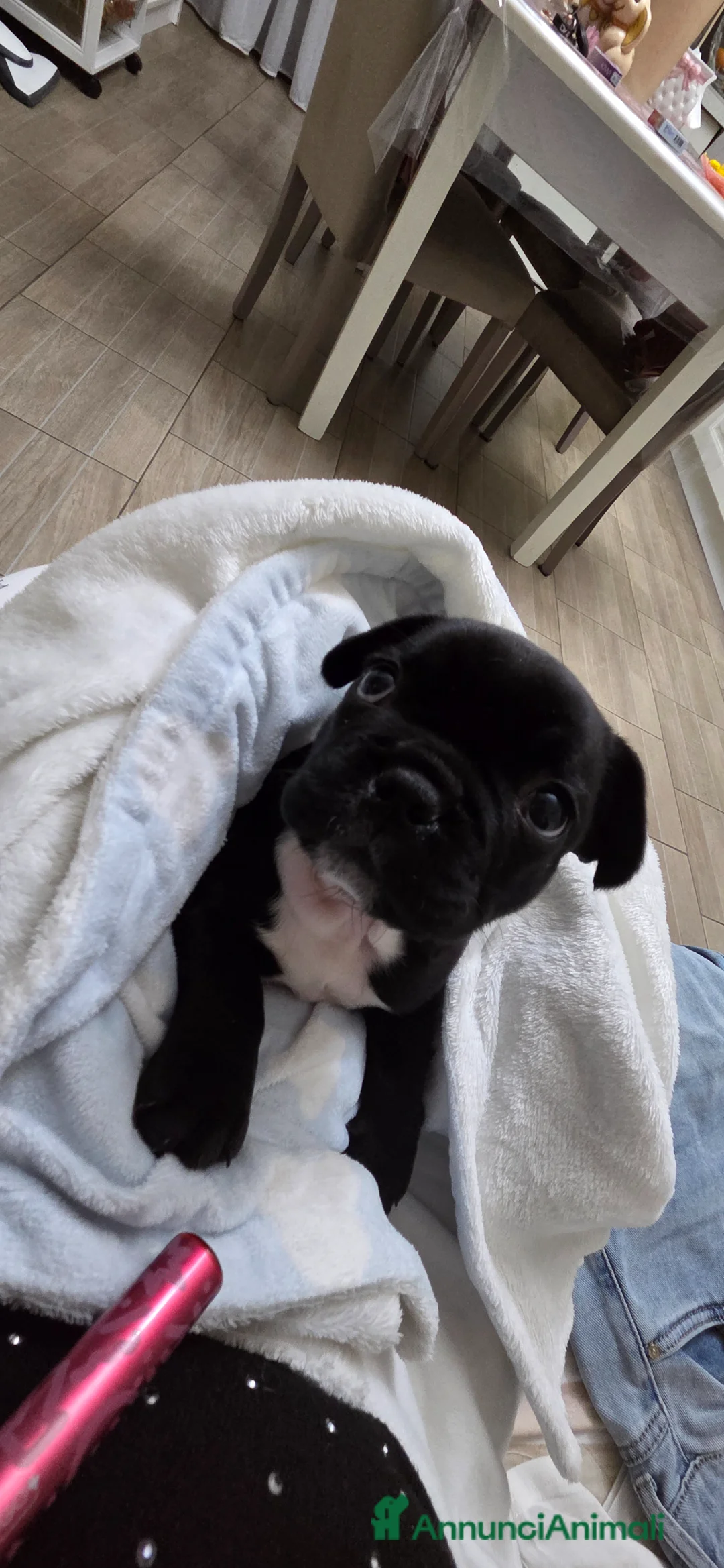 Bulldog Francese cani in vendita: Bulldog francese maschio-cucciolo disponibile  - Annuncio 1