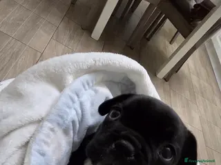 Bulldog Francese cani Bulldog francese maschio-cucciolo disponibile - Annuncio 5