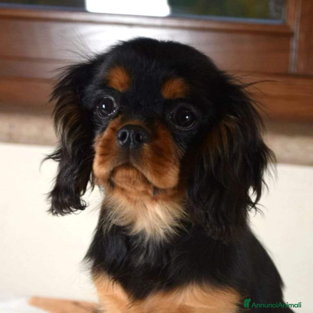 Immagine della galleria {{count}}