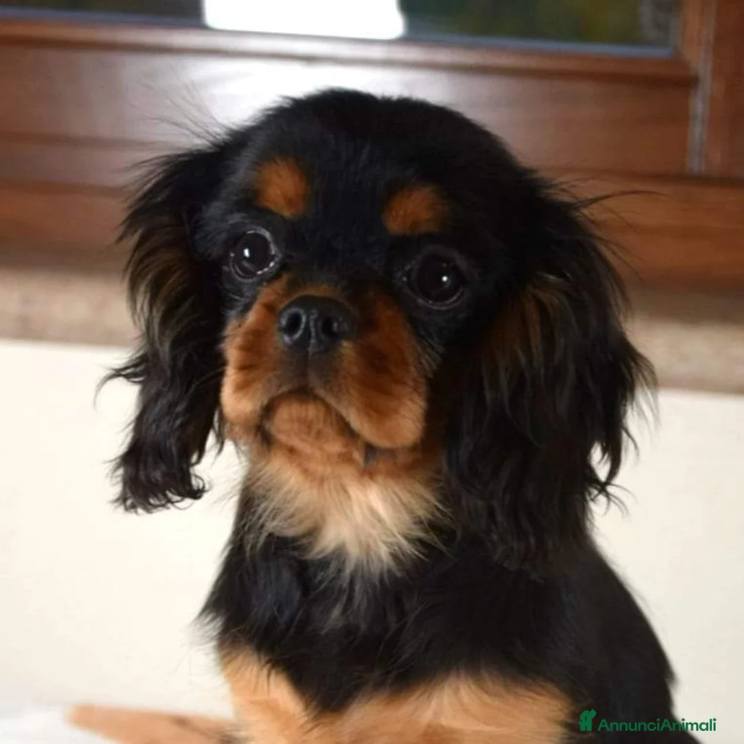 Immagine della galleria {{count}}