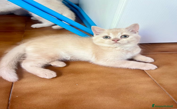 Scottish gatti a Provincia di Ancona - Annuncio 14