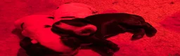 Cocker cani in vendita: Cocker cucccioli - Annuncio 11