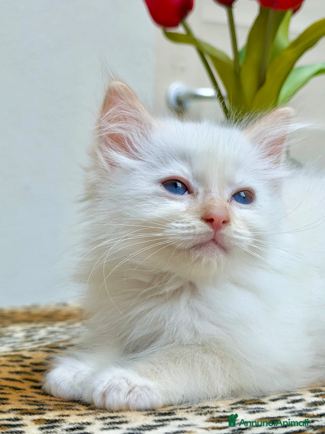 Ragdoll gatti in vendita: cucciolo ragdoll disponibile genitori con pedigree - Annuncio 2