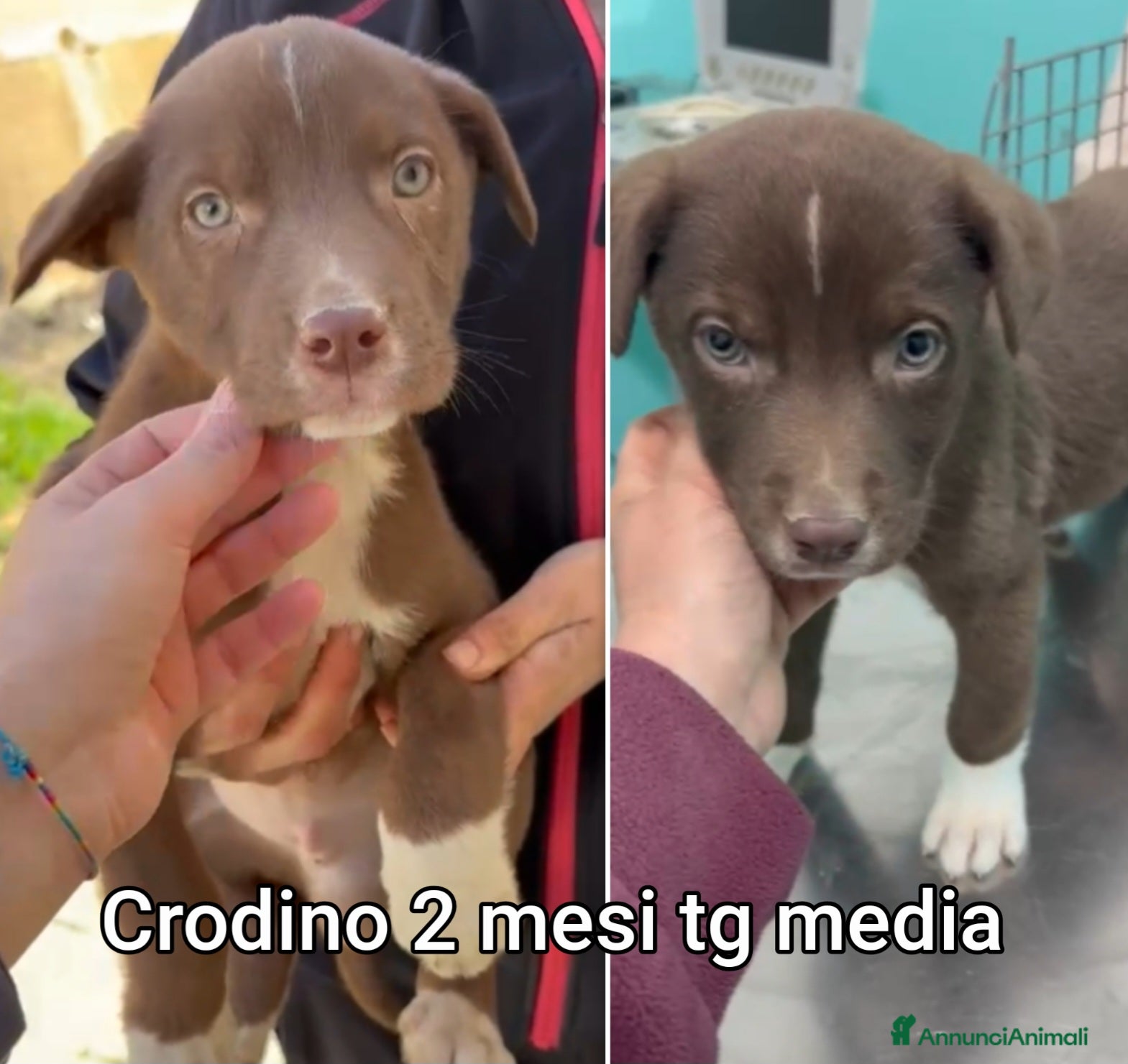 Meticcio cani CUCCIOLI, URGENTE: TEMPO SCADUTO  - Annuncio 11