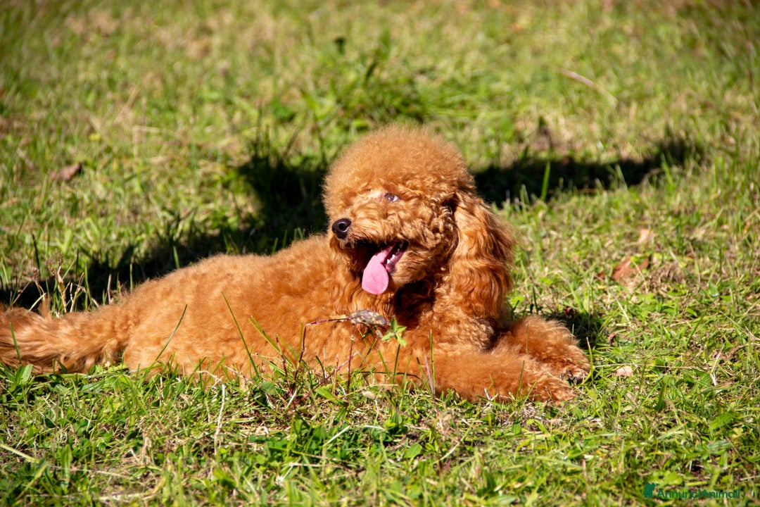 Barboncino cani in vendita: Cucciolo Barboncino Nano nato il 31/01/2025 - Annuncio 4