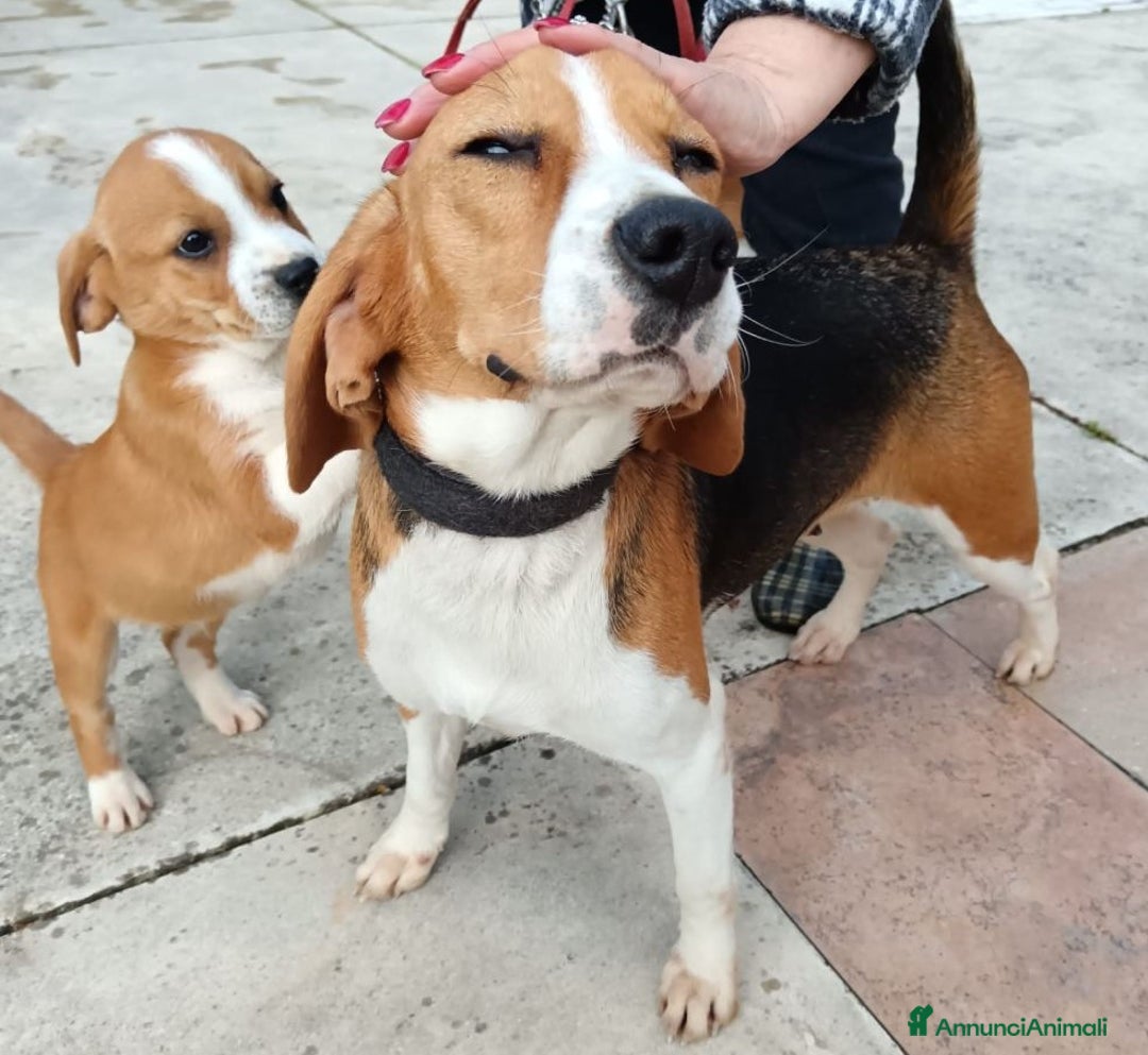 Beagle cani in regalo: SASHA, beagle meravigliosa cercxa casa - Annuncio 3