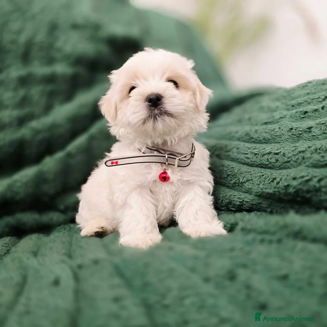 Maltese cani in vendita: Cuccioli di maltese - Annuncio 2
