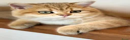 Scottish gatti in vendita: Scottish Straight Cucciola a Provincia di Prato - Annuncio 2