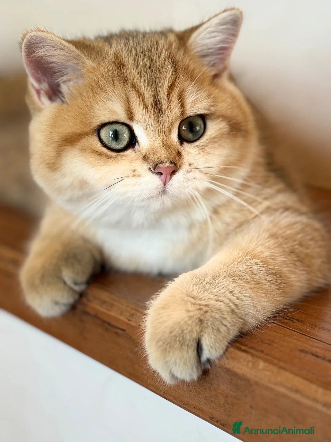 Scottish gatti in vendita: Scottish Straight Cucciola a Provincia di Prato - Annuncio 2