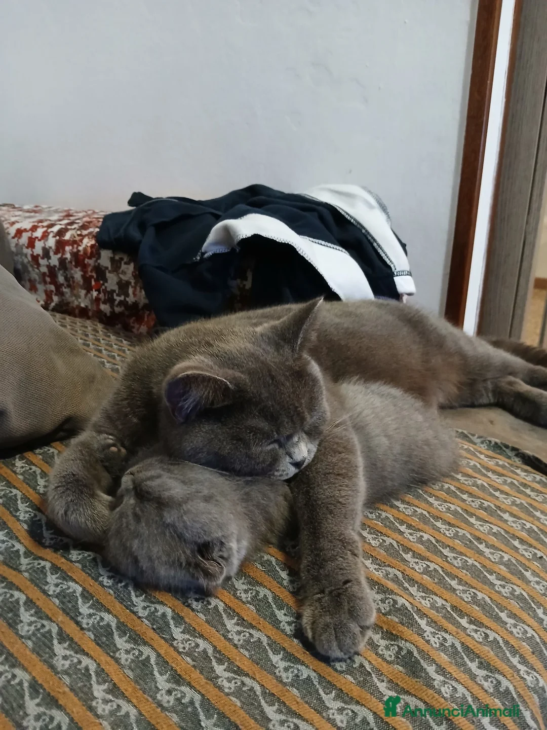 Scottish gatti in vendita: cuccioli scottish fold e straight  - Annuncio 19
