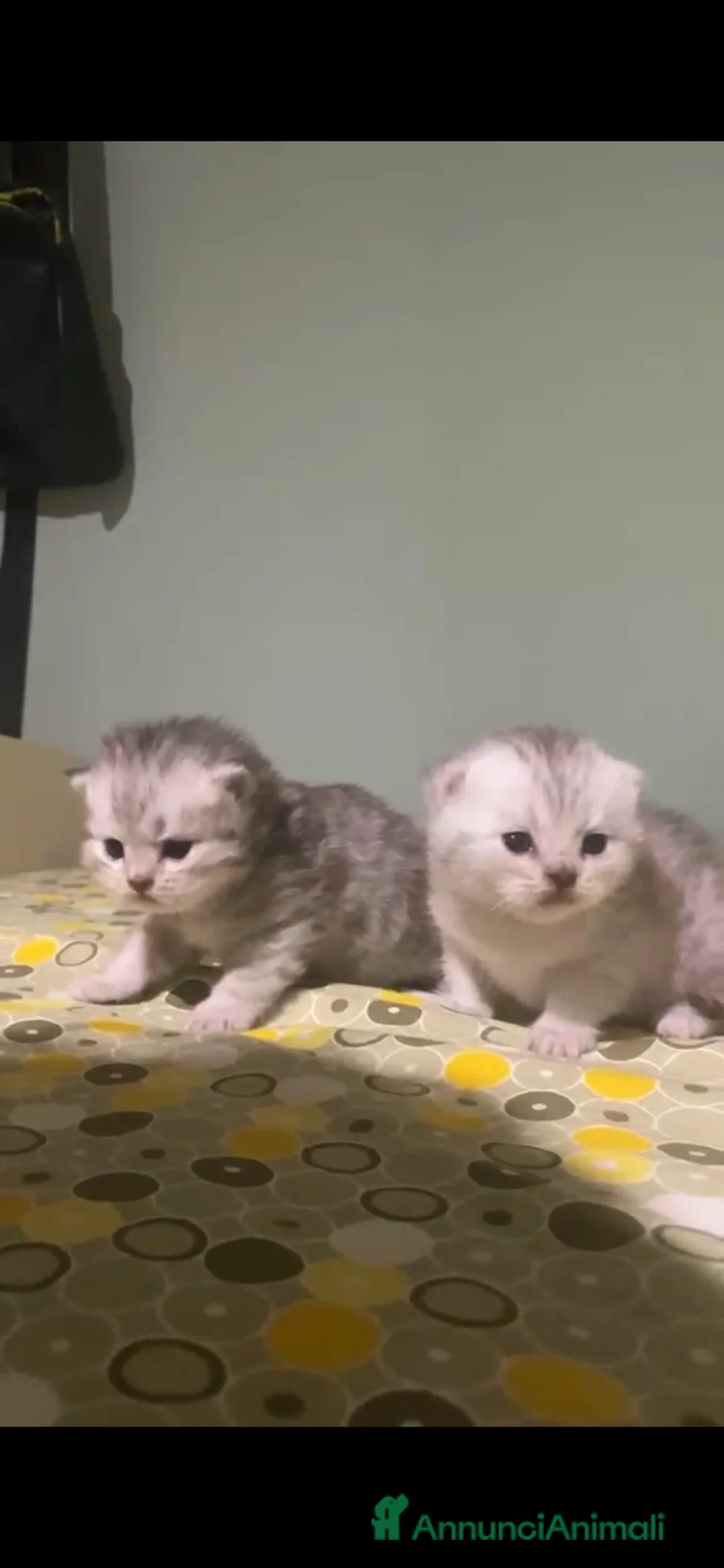Scottish gatti per accoppiamento: scottish fold per accoppiamento  a Città metropolitana di Milano - Annuncio 6