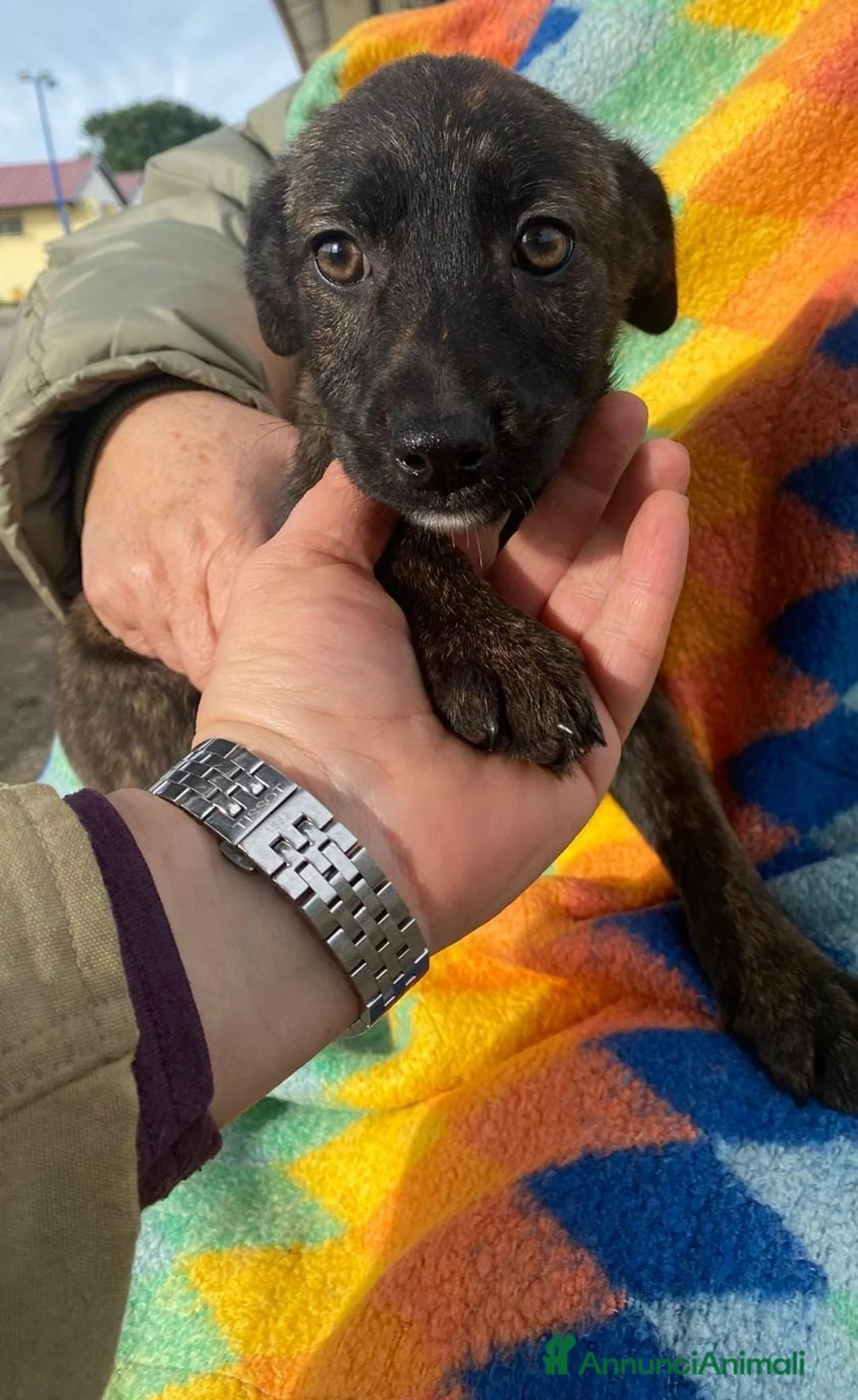 Meticcio cani in regalo: MARGOT 🩷 - cucciola, come si fa a non amarla 🥺 - Annuncio 7