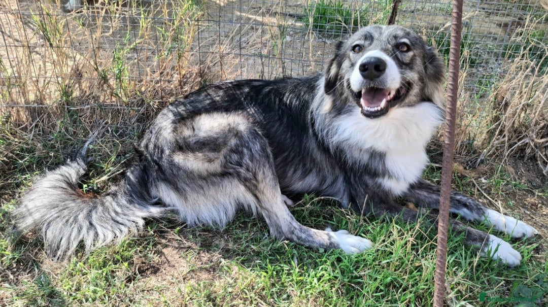 Meticcio cani in regalo: Derek 1 anno taglia media  - Annuncio 2